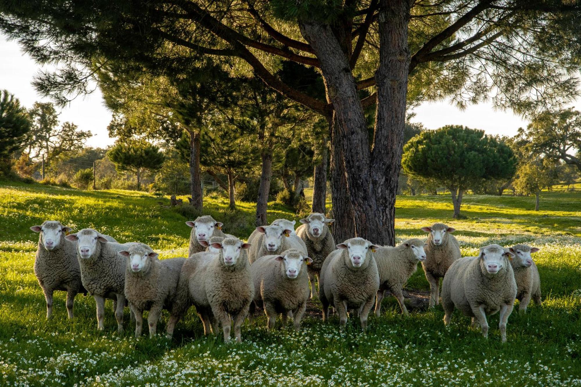Herdade Das Barradas Da Serra Грандола Экстерьер фото