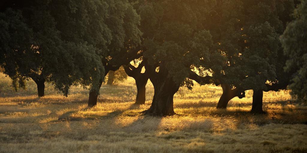 Herdade Das Barradas Da Serra Грандола Экстерьер фото