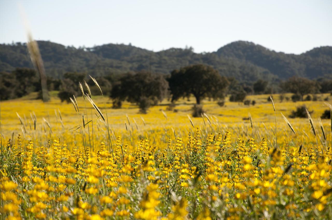 Herdade Das Barradas Da Serra Грандола Экстерьер фото